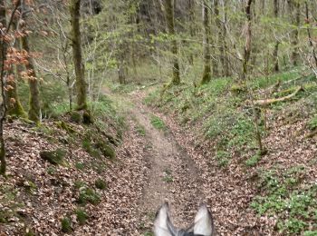 Trail Horseback riding Bastogne - Livarchamps - Surré - Photo