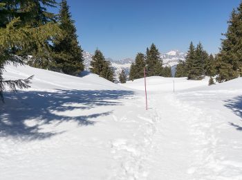 Trail Snowshoes Villard-sur-Doron - De Bisanne 1500 à Mont Bisanne - Photo