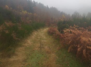 Trail Walking Fresse-sur-Moselle - Croix de Fresse - Vosges - France - Photo