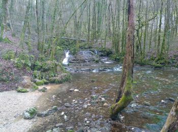 Tocht Noords wandelen Les Planches-près-Arbois - cascades des tufs - Photo