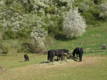 Randonnée A pied Bärenbach - Vitaltour: Bärenroute - Photo