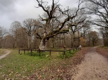 Trail Walking Montgeron - forêt Sénart 12km - Photo