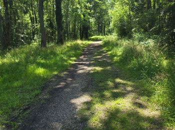 Trail Walking Saint-Pierre-du-Perray - Nandy - Forêt de Rougeau - Photo