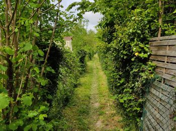 Percorso Marcia Noisy-sur-Oise - forêt de carnelle - Photo