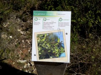 Trail On foot Sausset-les-Pins - Grand Vallat - Littoral - Photo