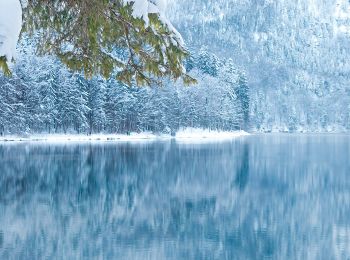 Tocht Te voet Schwangau - Alpsee-Rundweg - Photo