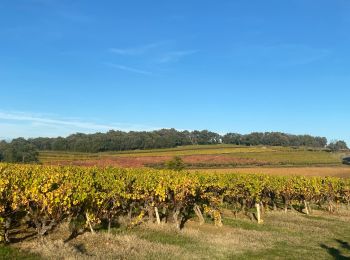 Tour Wandern Cavillargues - Cavillargues  - Photo