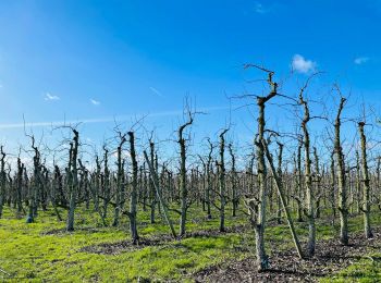 Excursión Senderismo Sint-Truiden - La vallée fruitière à Saint-Trond - Photo