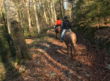 Trail Horseback riding Fougerolles-Saint-Valbert - Balade Le Sarcenot à pied 1h - Photo