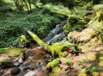 Tocht Stappen Saint-Martin-du-Puy - boucle lac pendant rafting - Photo