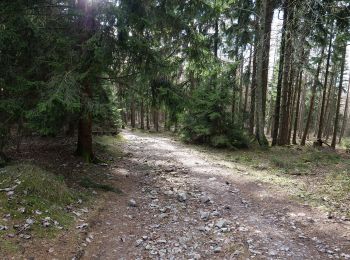 Trail On foot Schmitten - Sandplacken: Hirschkäfer - Photo