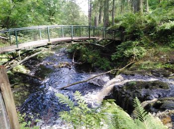 Tocht Stappen  - glenarif forest park - waterfalls - Photo