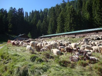 Tour Zu Fuß Ville di Fiemme - IT-E572 - Photo