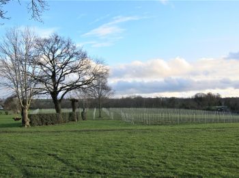 Tour Rennrad Aubel - Tour des vignes de la coopérative Vin du Pays de Herve - Photo