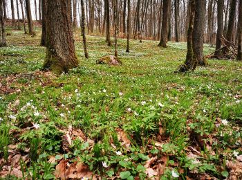 Randonnée A pied Gräfendorf - Schwarzer Fuchs, Rundwanderweg Gräfendorf - Photo