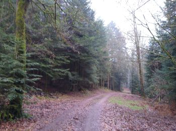 Trail Walking La Baffe - mossoux jan 2022 - Photo