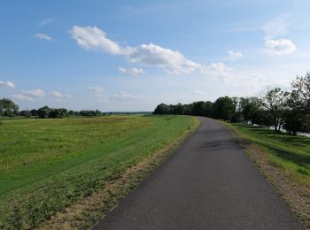 Randonnée A pied Schwedt/Oder - Weg der Auenblicke - Photo