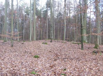 Excursión A pie Obernburg am Main - Rundwanderweg Waldhaus Obernburg 2: Torturm-Weg - Photo