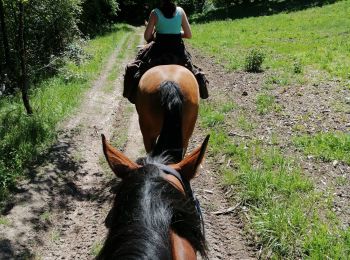 Trail Horseback riding Budling - Budling  - Photo