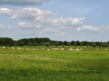 Excursión A pie  - Uckermärker Landrunde: Angermünde - Prenzlau - Gollmitz - Photo