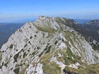 Randonnée A pied Zărnești - Cabana Plaiul Foii-La Lanțuri-Șaua Grindului - Photo