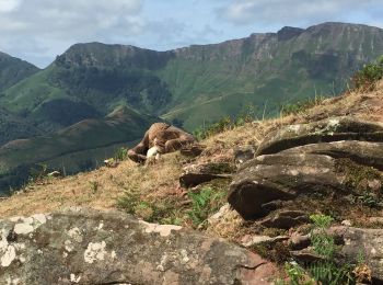 Tour Wandern Saint-Martin-d'Arrossa - Le Larla en boucle depuis  Saint Martin d' Arrossa - Photo