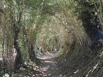 Trail Walking Ménil-Hubert-sur-Orne - De Rouvroy aux Roches d'Oetre par le sentier des Méandres  - Photo