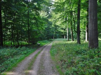 Tocht Te voet Scharbeutz - Neukoppel - Photo