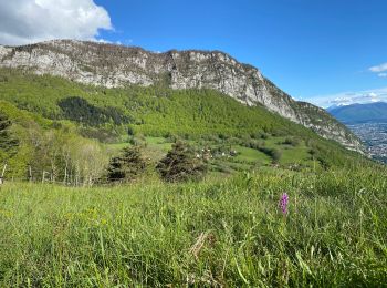 Trail Walking Mont-Saint-Martin - Ascension au pas de l’âne  - Photo