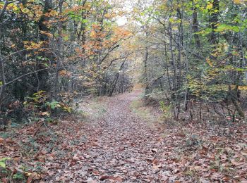 Trail Walking Cardeilhac - arboretum de cardeilhac  - Photo