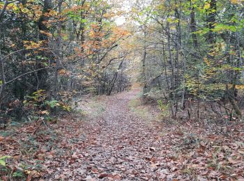 Tocht Stappen Cardeilhac - arboretum de cardeilhac  - Photo