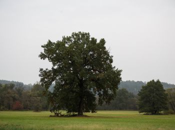 Percorso A piedi Sankt Johann in der Haide - Rohr bei Hartberg Weg 10 - Photo