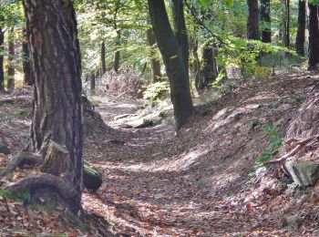 Trail On foot Unknown - Rundwanderweg 5 Totenkopf - Photo