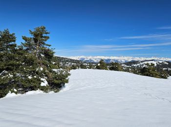 Trail Cross-country skiing Gréolières - Greolière  les neiges Chalet du fondeur - Photo