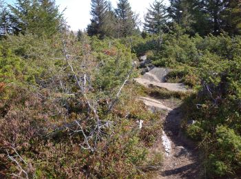 Tour Wandern Luttenbach-près-Munster - Autour petit ballon - Photo