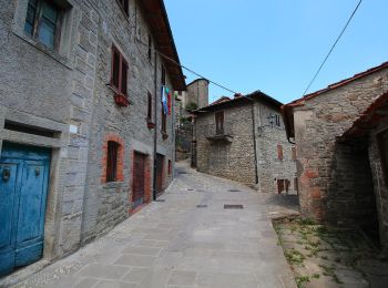 Trail On foot Castel Focognano - IT-38 - Photo