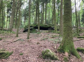 Tocht Stappen Fougerolles-Saint-Valbert - Fougerolles  - Photo