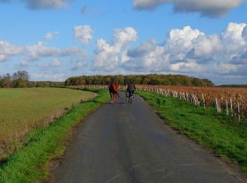 Trail Walking Noizay - Noizay - Carcou Vernou via PRs Chançay - 24.7km 290m 5h20 (30mn) - 2022 11 19 - Photo