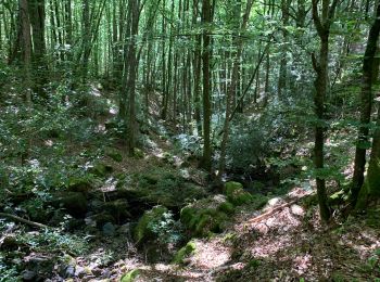 Trail Walking Brassac - Gorges de Sarazy  - Photo