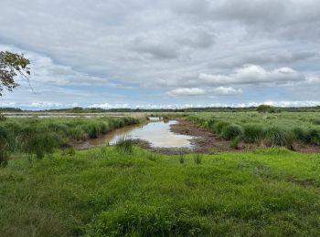 Trail Nordic walking Vendays-Montalivet - Marais de la Perge - Photo