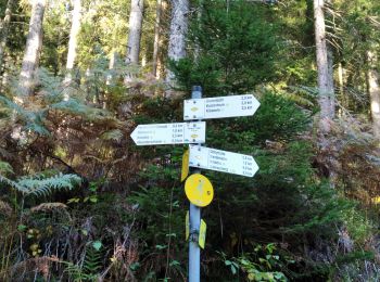 Trail On foot Bad Peterstal-Griesbach - Bad Peterstal - Bad Rippoldsau - Photo