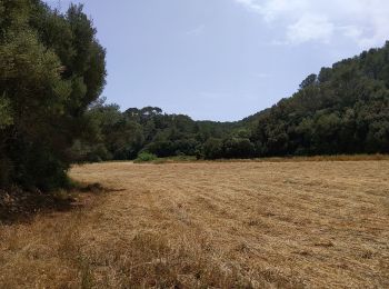 Trail Walking es Migjorn Gran - de San Thomas à Cala Mitjana  par le sentier littoral retour par cami des cavals - Photo