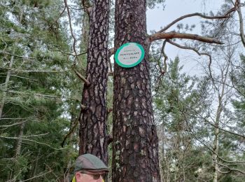 Tour Wandern Still - oberhaslach - Photo