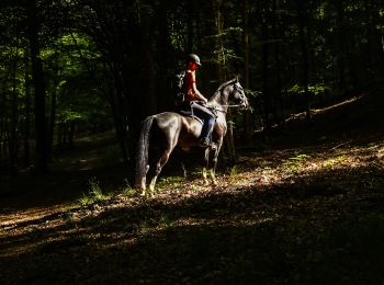 Tocht Paard Libin - De Chevauchée entre Lesse et Lomme - Photo