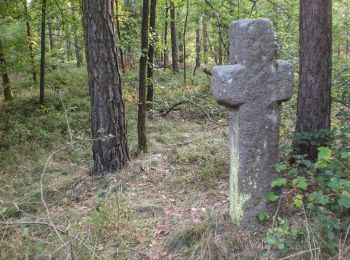 Tour Zu Fuß  - Dr.-Richard-Sauber-Weg - Photo