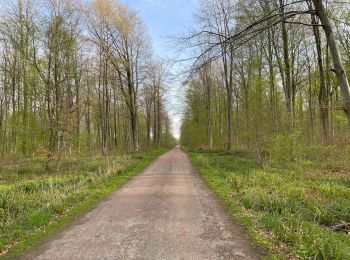 Trail Walking Corcy - en forêt de Retz_91_04_2022_la Laie de la Belle Epine - Photo