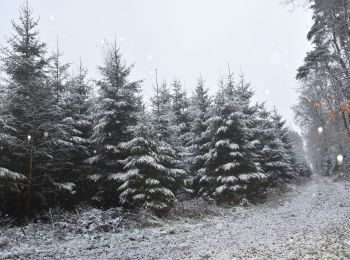 Randonnée Marche Theux - 20211129 - Jehanster 7.5 Km - Photo