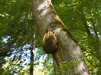 Percorso A piedi Mellingen - PostAuto Walking Trail S - Photo