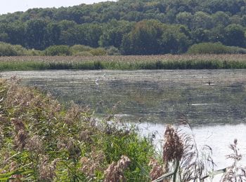 Tocht Stappen Belval-en-Argonne - Les étangs de Bel Val 51 - Photo