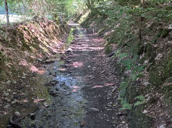 Tour Mountainbike Verviers - Sortie vélo le matin - Photo